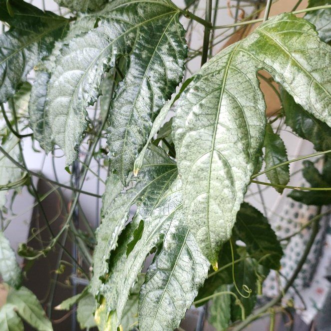 Photo of the plant species Wing-Stemmed Passion Flower by @VitalPokaka named Leaf Erickson on Greg, the plant care app