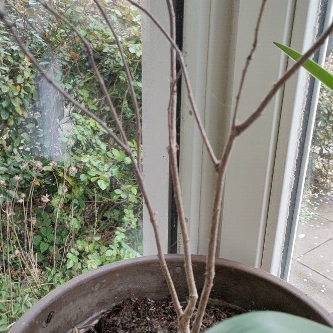Photo of the plant species Madagascar Baobab by @VitalPokaka named Gobi on Greg, the plant care app