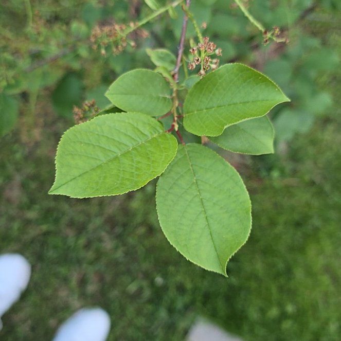 Photo of the plant species Bird Cherry by @ProudDogrose named Curie on Greg, the plant care app