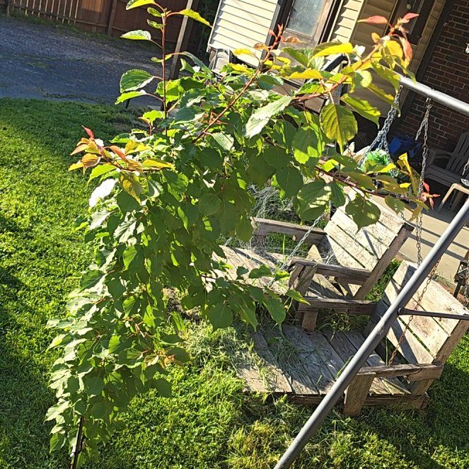 Photo of the plant species Sour Cherry by @ProudDogrose named Miley on Greg, the plant care app
