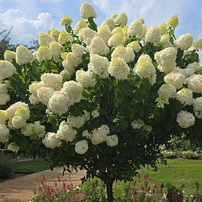 Photo of the plant species Hydrangea Paniculata by @ProudDogrose named Pax on Greg, the plant care app