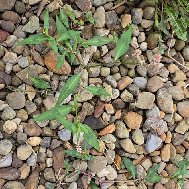 Photo of the plant species Oriental Lady's Thumb by @ProudDogrose named Terra on Greg, the plant care app