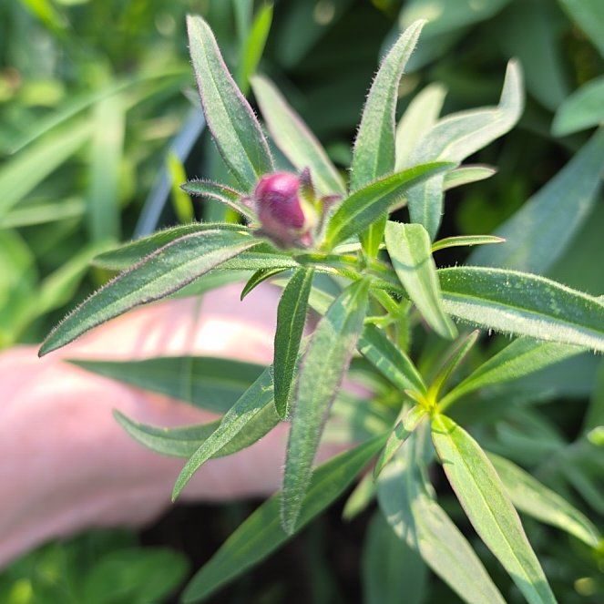 Photo of the plant species Common Snapdragon by @ProudDogrose named Leonardo on Greg, the plant care app