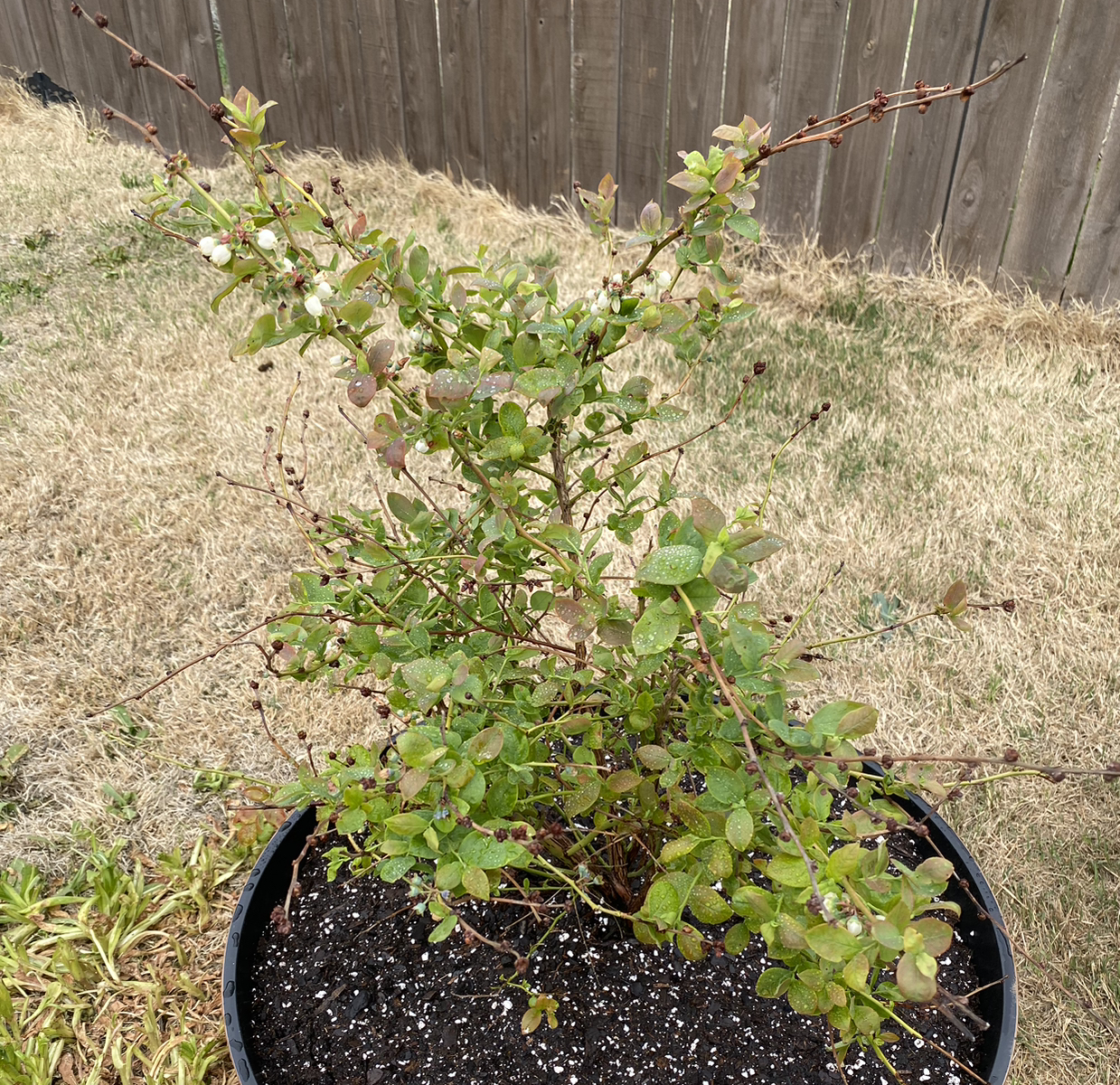 Photo of the plant species Emerald Blueberry by @BrawnyDeergrass named Emerald on Greg, the plant care app