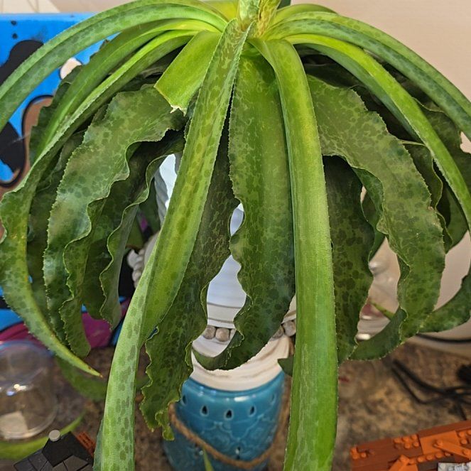 Photo of the plant species Mangave 'Dreadlocks' by @PurePanamatree named Medusa🐍 on Greg, the plant care app