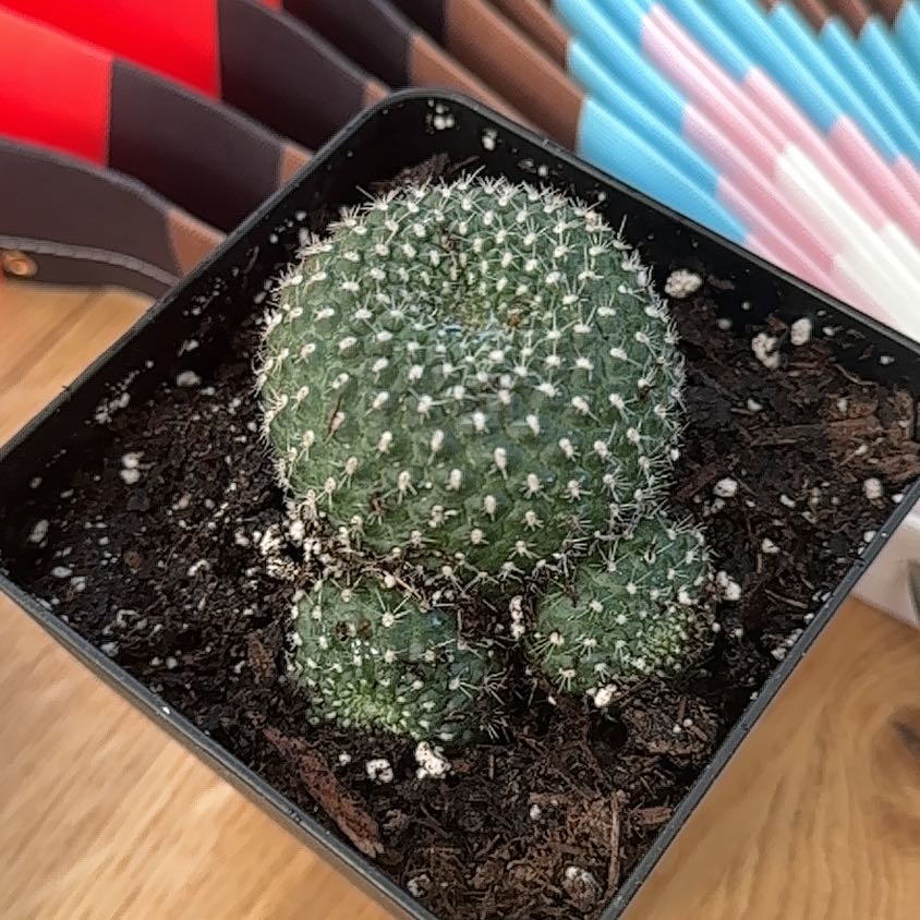 Photo of the plant species Rebutia marsoneri by @SparklyCoccoon named Willow on Greg, the plant care app