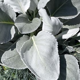 Photo of the plant species California Milkweed by @HealthyCassava named Achilles on Greg, the plant care app