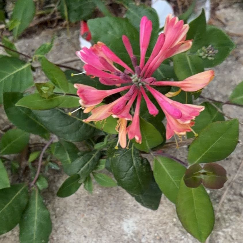 Photo of the plant species Scarlet Honeysuckle by @HealthyCassava named Homer on Greg, the plant care app