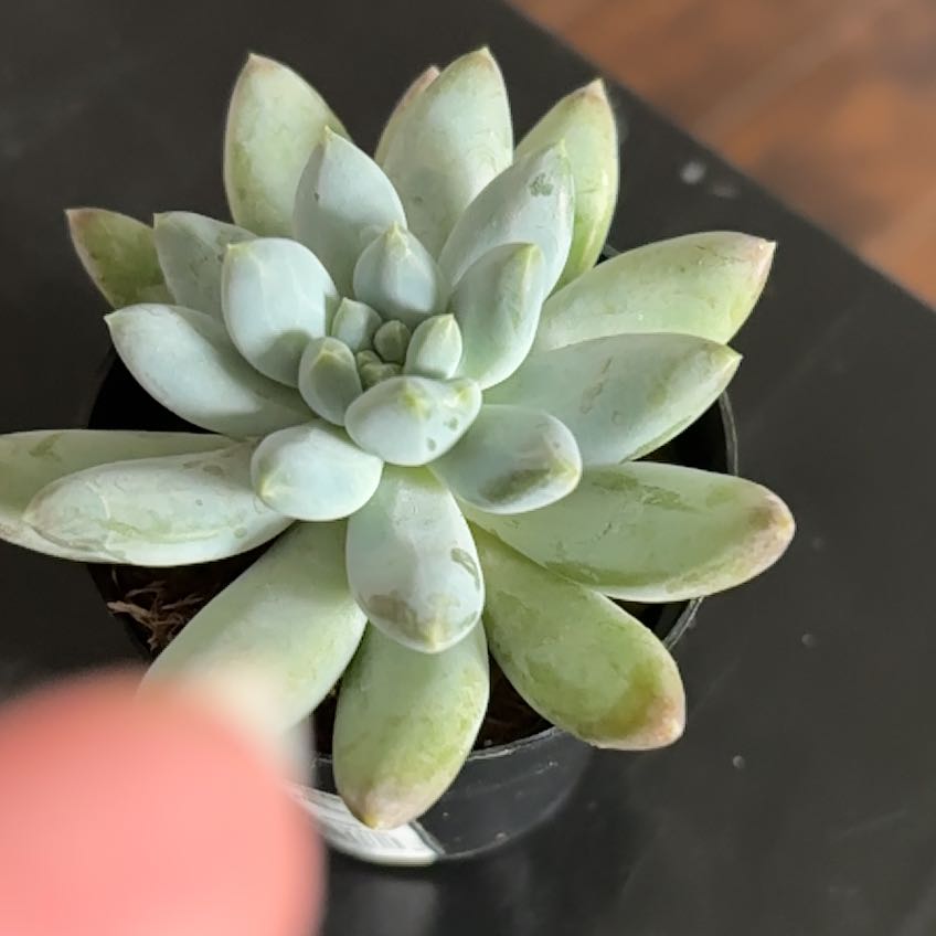 Pachyphytum 'Starburst' succulent with pale green leaves in a small pot.
