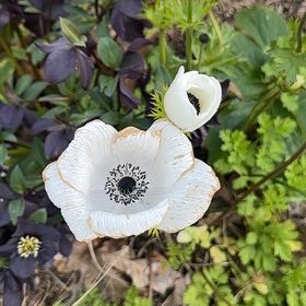 Photo of the plant species Poppy Anemone by @QuirkyPixiecap named Shakira on Greg, the plant care app