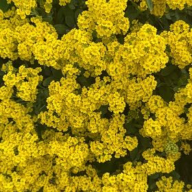Photo of the plant species Basket of Gold by @QuirkyPixiecap named Figyonce on Greg, the plant care app