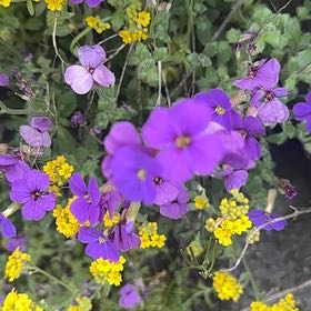 Photo of the plant species Lilacbush by @QuirkyPixiecap named Sproutacus on Greg, the plant care app