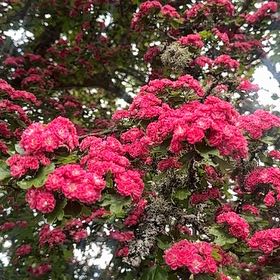 Photo of the plant species Midland Hawthorn by @QuirkyPixiecap named Naomi on Greg, the plant care app