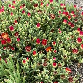 Photo of the plant species Coppery Mesemb by @QuirkyPixiecap named Beyonce on Greg, the plant care app