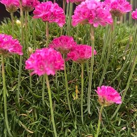 Photo of the plant species Armeria Maritima by @QuirkyPixiecap named Beckham on Greg, the plant care app