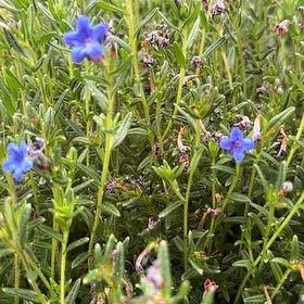 Photo of the plant species Shrubby Gromwell by @QuirkyPixiecap named Girlfrond on Greg, the plant care app