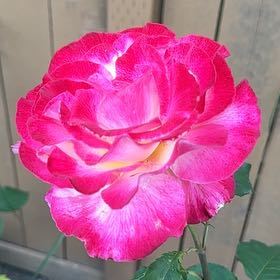 Photo of the plant species Common Camellia by @QuirkyPixiecap named Taylor Swift on Greg, the plant care app