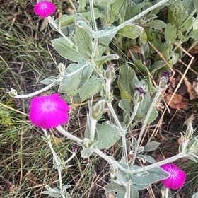 Photo of the plant species Rose Campion by @QuirkyPixiecap named Keanu Leaves on Greg, the plant care app