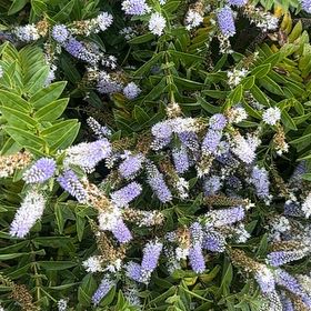 Photo of the plant species Pride of Madeira by @QuirkyPixiecap named Kendall on Greg, the plant care app