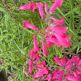 Photo of the plant species Cardinal Flower by @QuirkyPixiecap named Denali on Greg, the plant care app