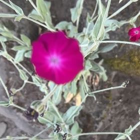 Photo of the plant species Rose Campion by @QuirkyPixiecap named Bruce Lee on Greg, the plant care app