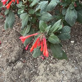 Photo of the plant species Bolivian Fuchsia by @QuirkyPixiecap named Harmony on Greg, the plant care app