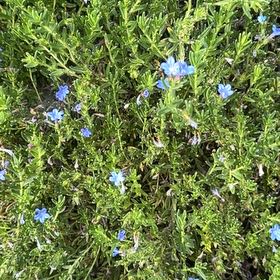 Photo of the plant species Shrubby Gromwell by @QuirkyPixiecap named Bodhi on Greg, the plant care app