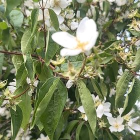 Photo of the plant species Sweet Mock Orange by @QuirkyPixiecap named Kardashian on Greg, the plant care app