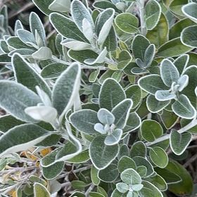 Photo of the plant species Jerusalem Sage by @QuirkyPixiecap named Oscar on Greg, the plant care app