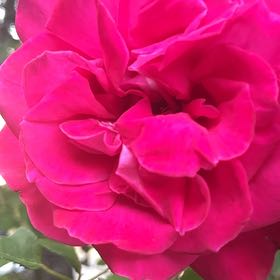 Photo of the plant species French Rose by @QuirkyPixiecap named Duke on Greg, the plant care app