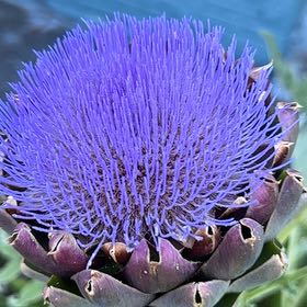 Photo of the plant species Cardoon by @QuirkyPixiecap named Pax on Greg, the plant care app