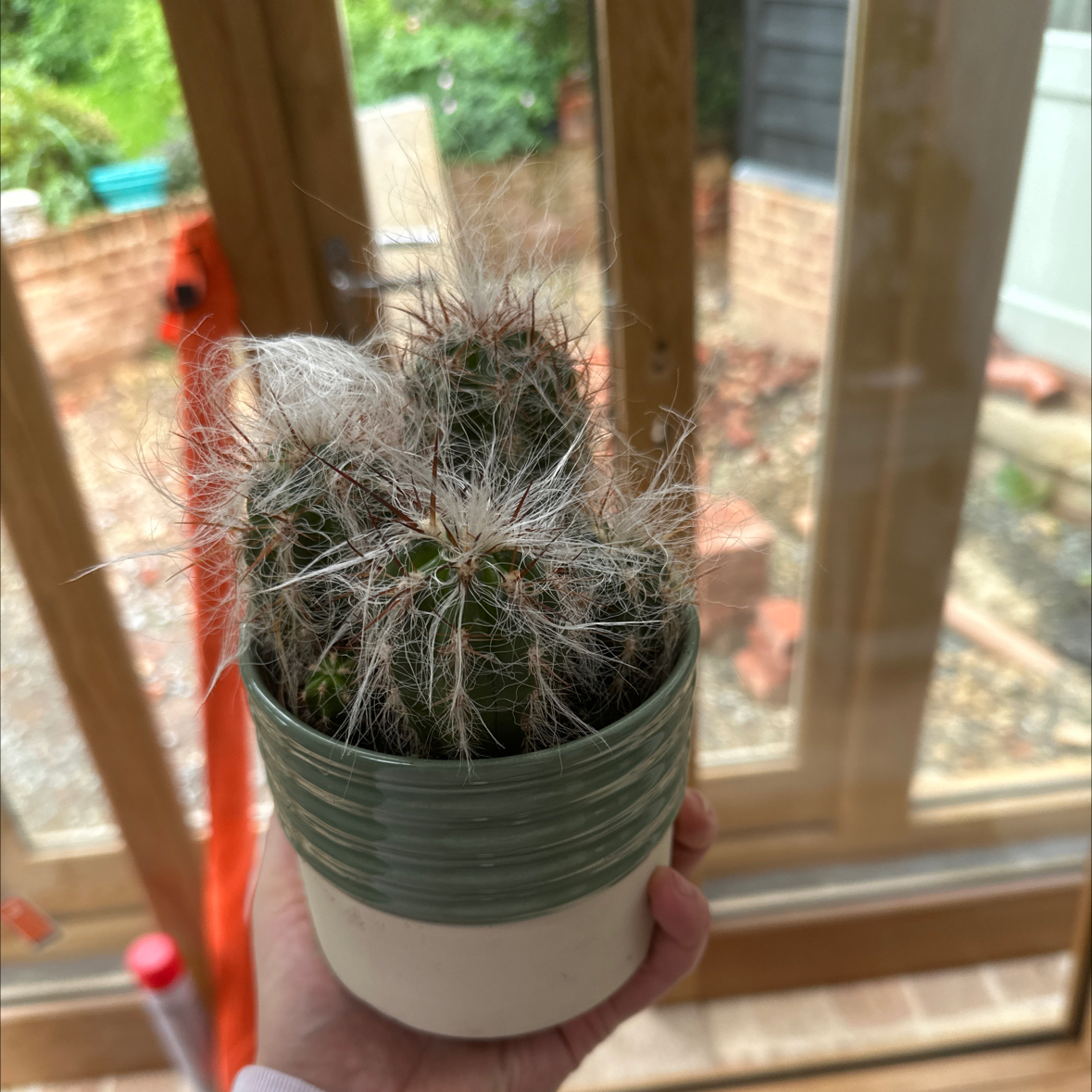 Potted Old Man of the Andes cactus indoors near a window, held by a hand.
