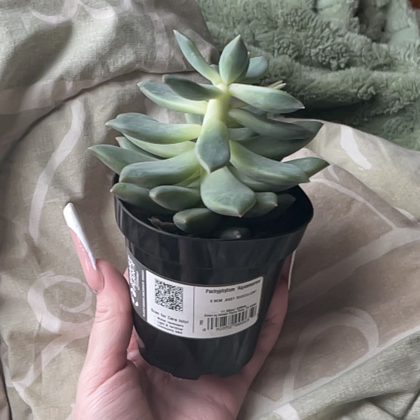Pachyphytum 'Aquamarine' plant in a black pot held by a hand.