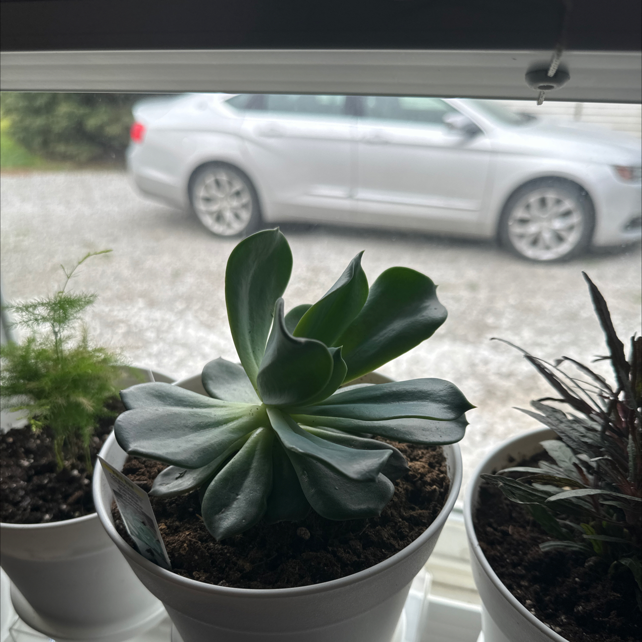 Potted Echeveria 'Blue Prince' succulent on a windowsill with a car in the background.