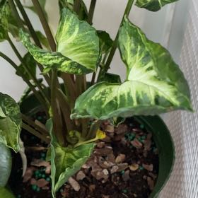 Photo of the plant species Syngonium by @QuietGingerroot named Rainier on Greg, the plant care app