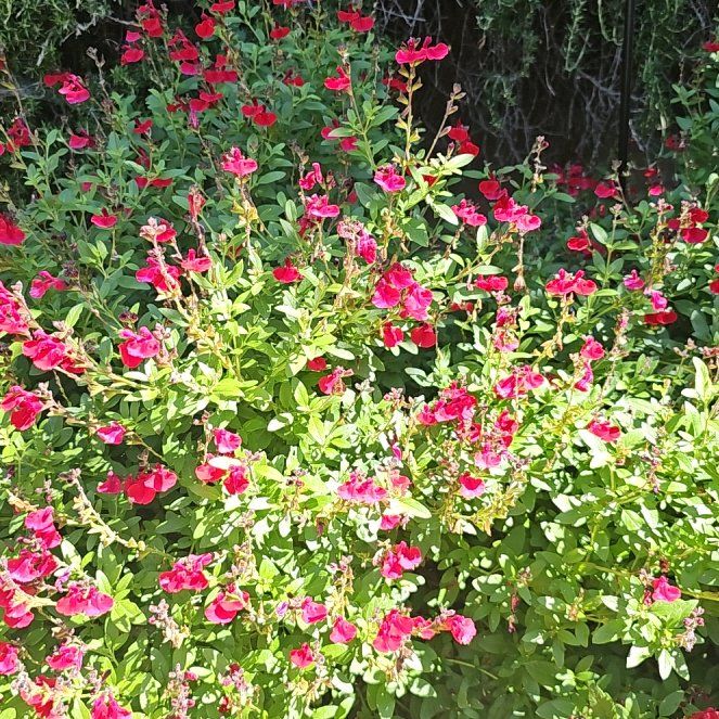 Photo of the plant species Baby Sage by @HotCalicobush named Messi on Greg, the plant care app