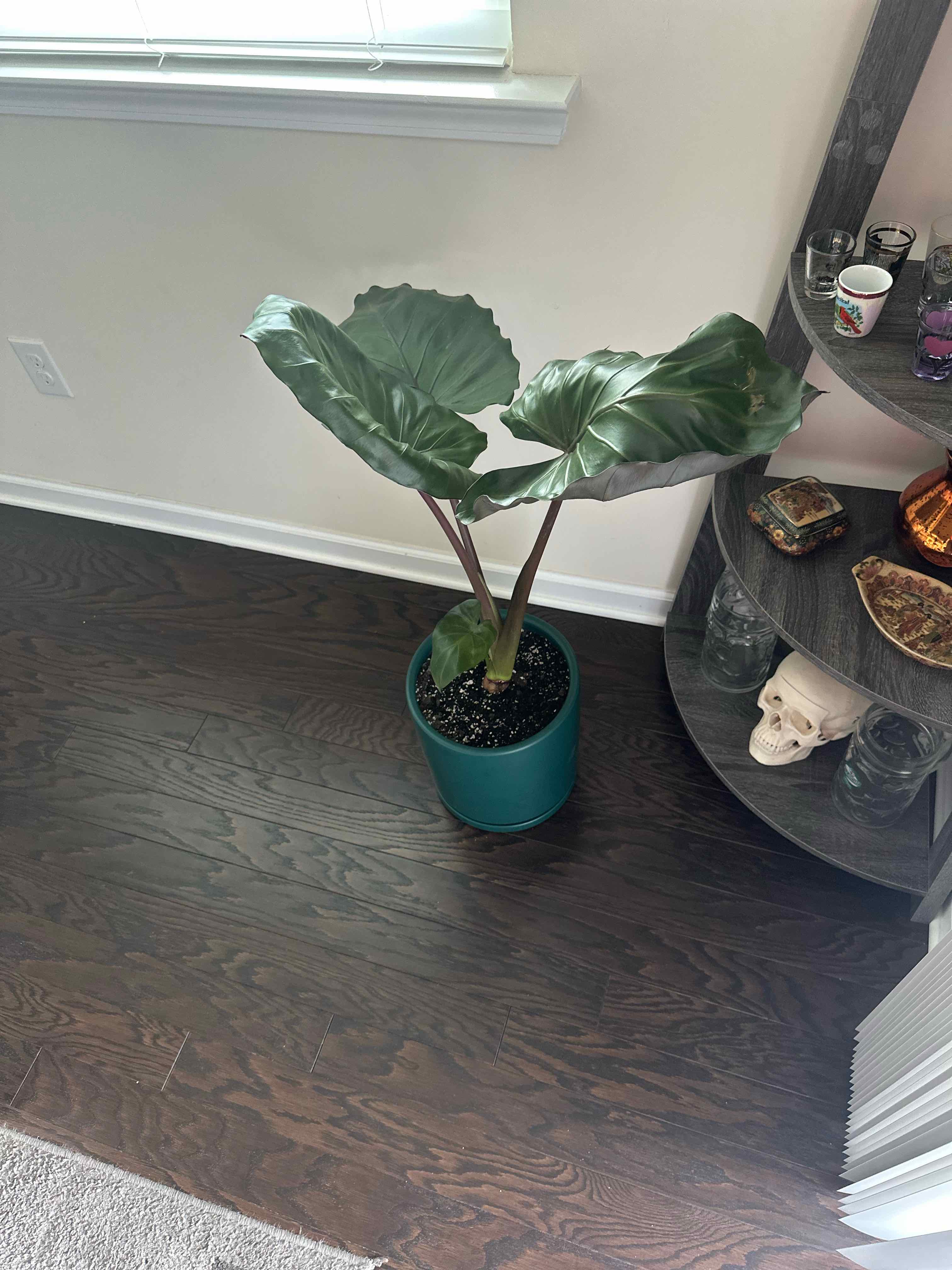 Photo of the plant species Metal Head Alocasia by @TenderShadbush named Gates on Greg, the plant care app