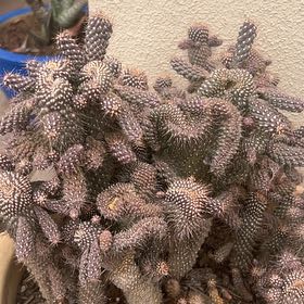 Photo of the plant species Bushman's Hat by @ModestlyTobacco named Apollo on Greg, the plant care app