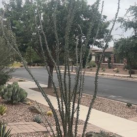 Photo of the plant species Ocotillo by @ModestlyTobacco named Sahara on Greg, the plant care app