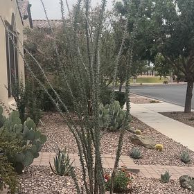 Photo of the plant species Ocotillo by @ModestlyTobacco named Harmony on Greg, the plant care app