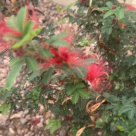 Photo of the plant species Fairy Duster by @ModestlyTobacco named Lola on Greg, the plant care app