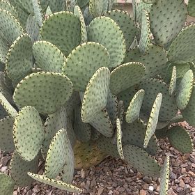 Photo of the plant species Blind Prickly Pear by @ModestlyTobacco named Eva on Greg, the plant care app