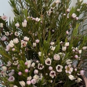 Photo of the plant species Tree Heath by @StellarBlue named Kobe on Greg, the plant care app