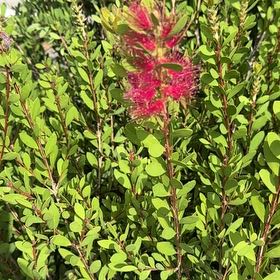 Photo of the plant species Steeplebush by @PoshStarcactus named Messi on Greg, the plant care app
