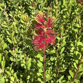 Photo of the plant species Willowleaf Meadowsweet by @PoshStarcactus named Tolkien on Greg, the plant care app