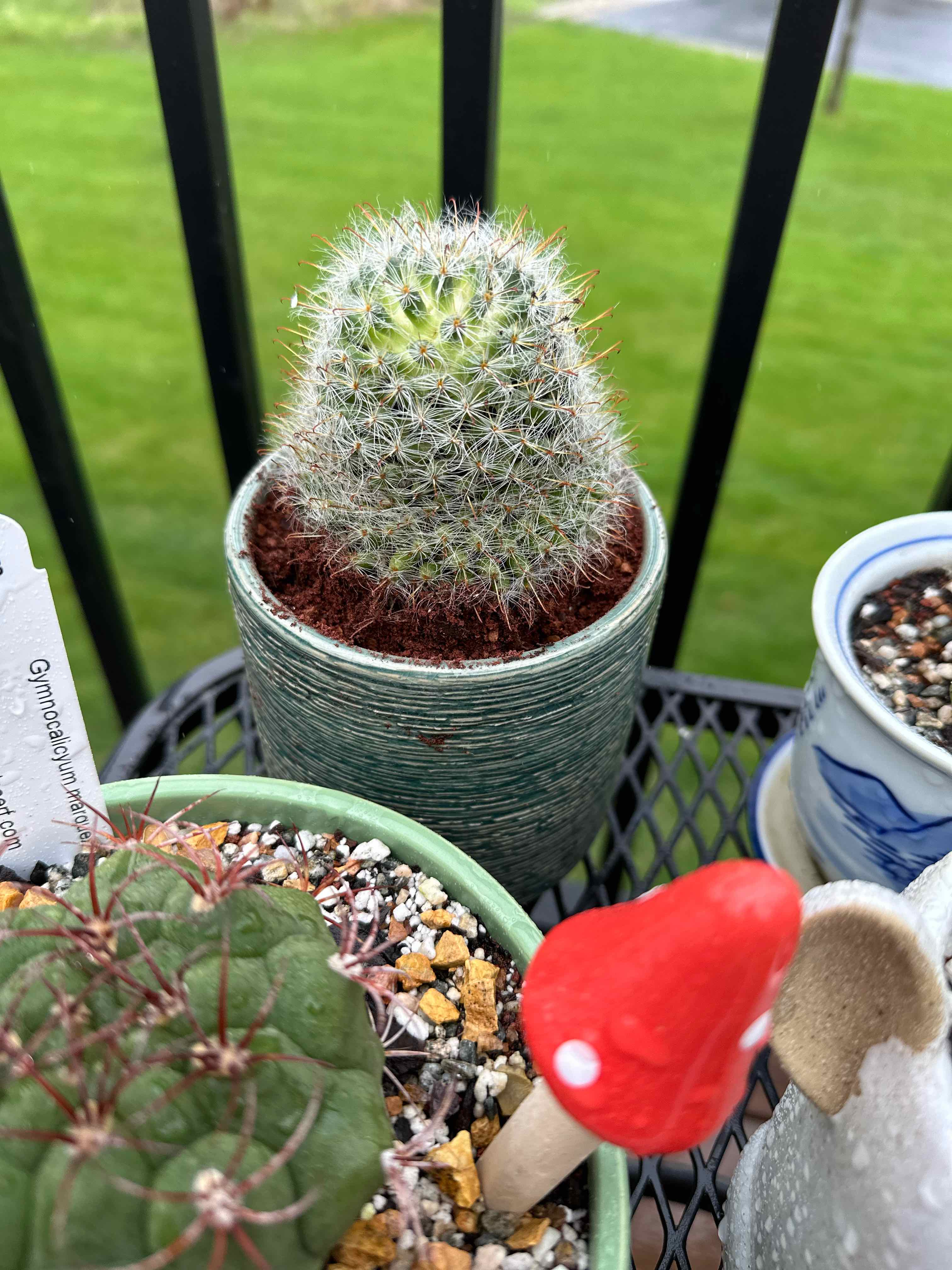 Powder Puff Cactus in a pot, healthy and well-framed.
