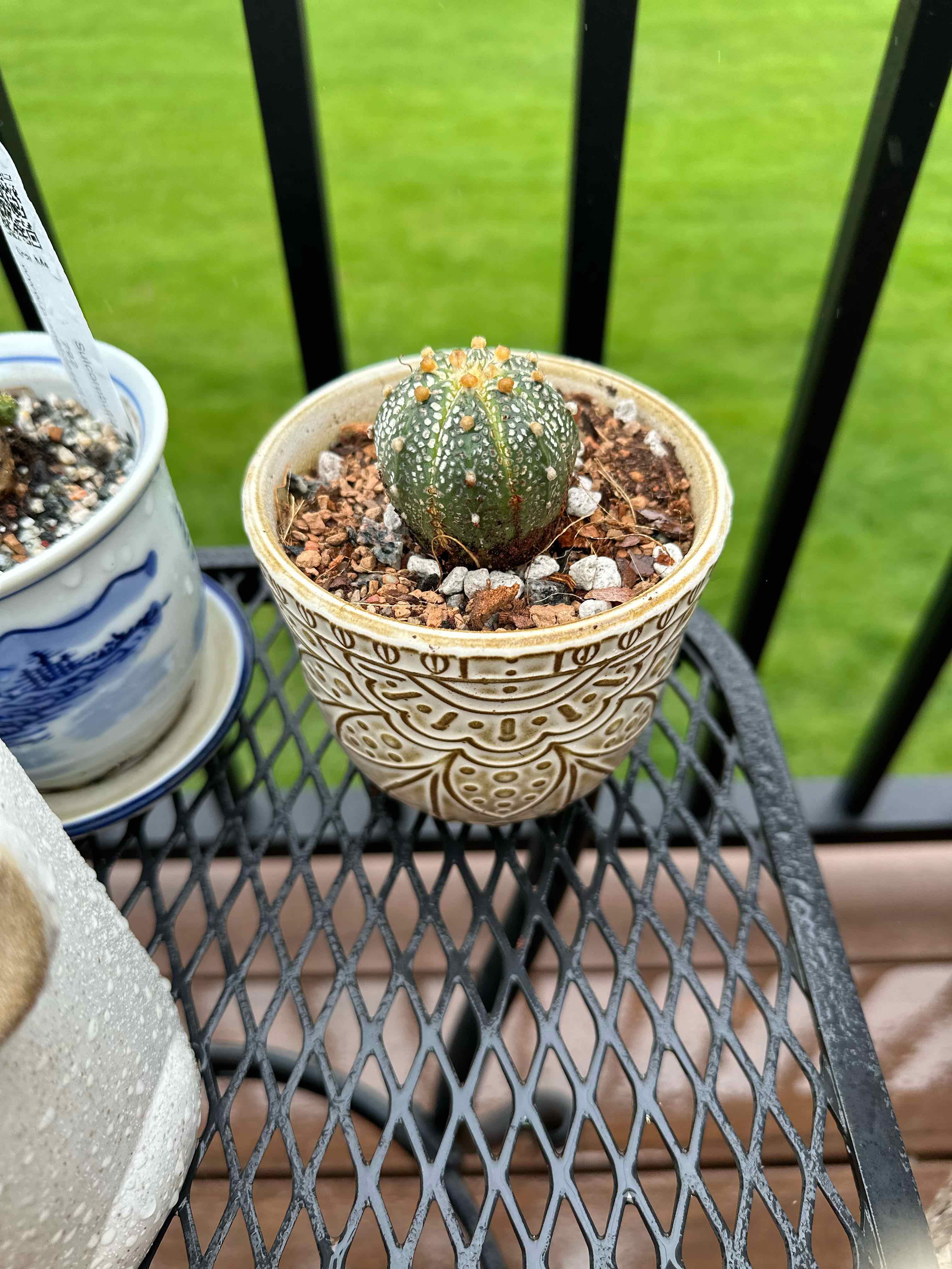 Photo of the plant species Silver Dollar Cactus by @PricklyThumb named Ursula on Greg, the plant care app