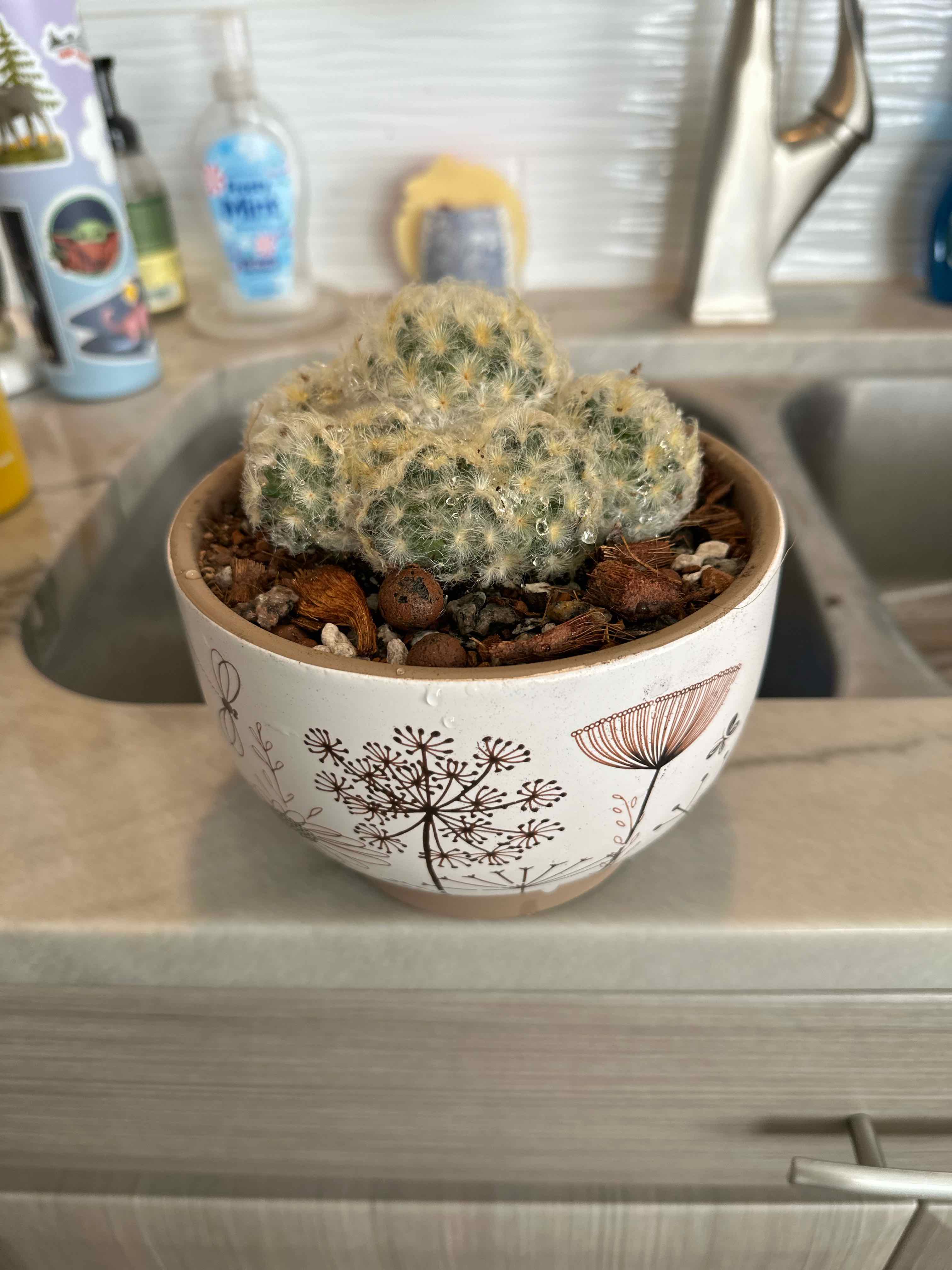 Feather Cactus in a decorative pot on a kitchen counter.