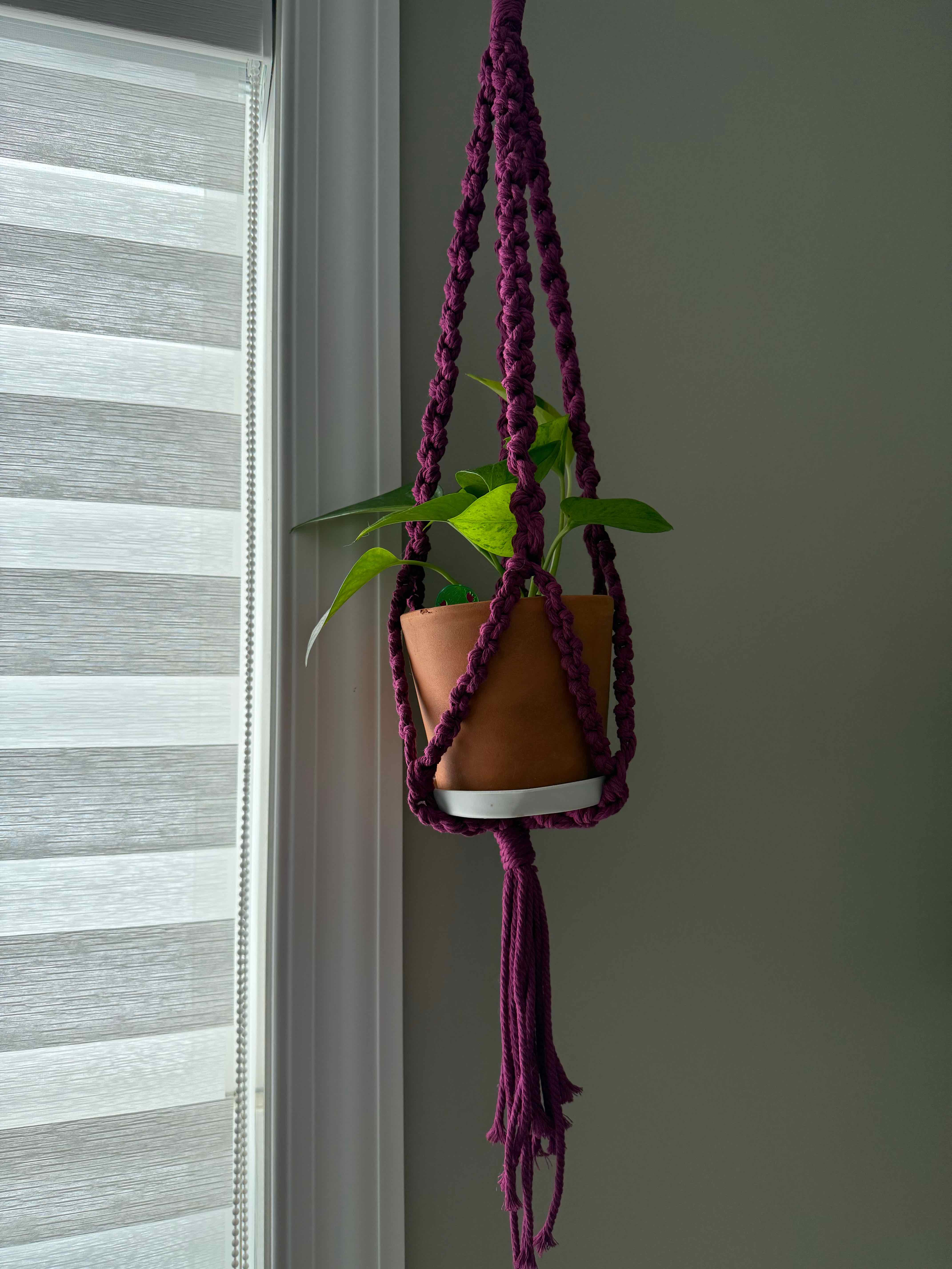 Photo of the plant species Teruno Carnival Pothos by @PricklyThumb named Donna on Greg, the plant care app