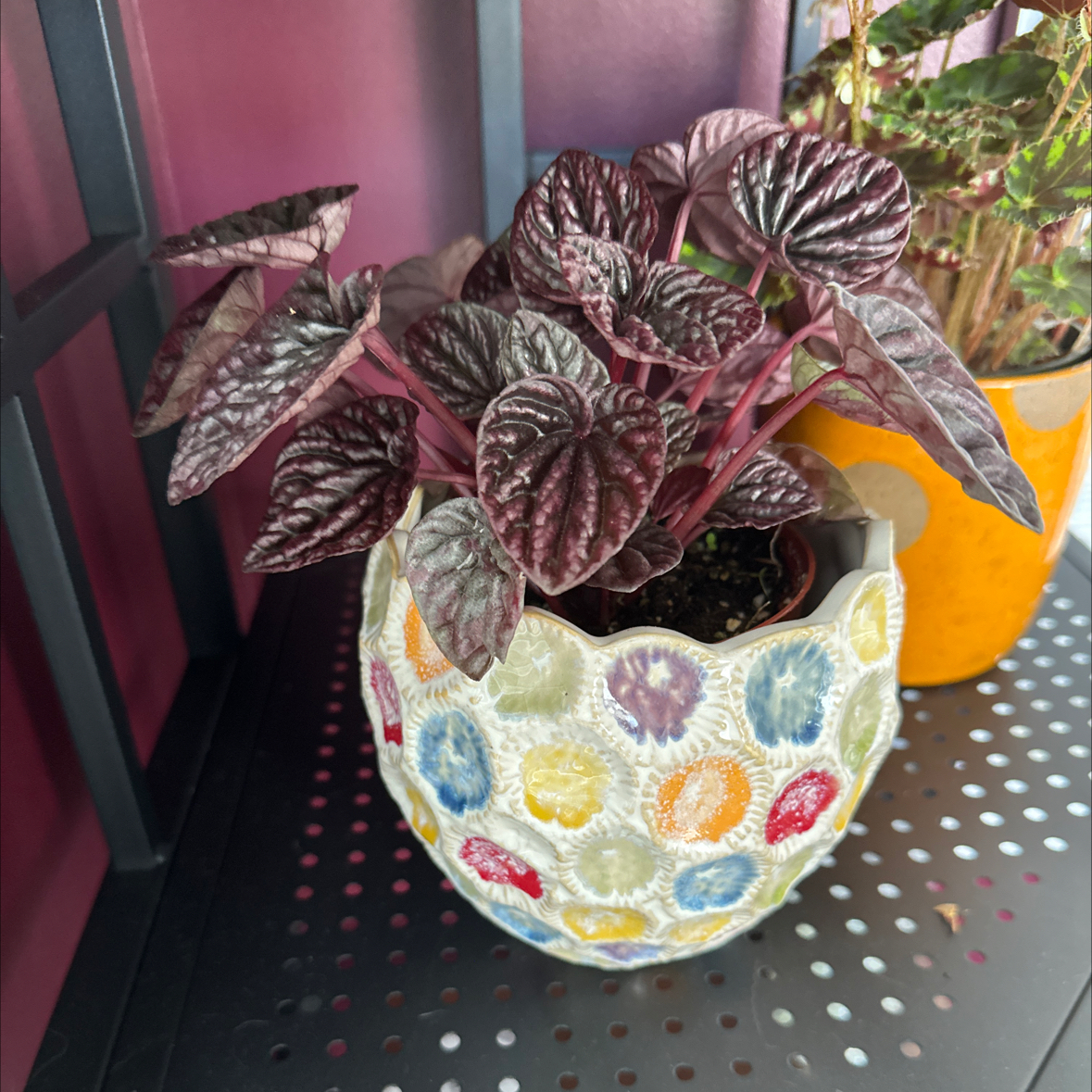 Schumi Red Peperomia plant in a decorative pot with vibrant, dark red leaves.